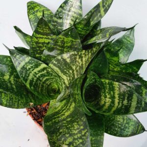 cây lưỡi mèo thái xanh