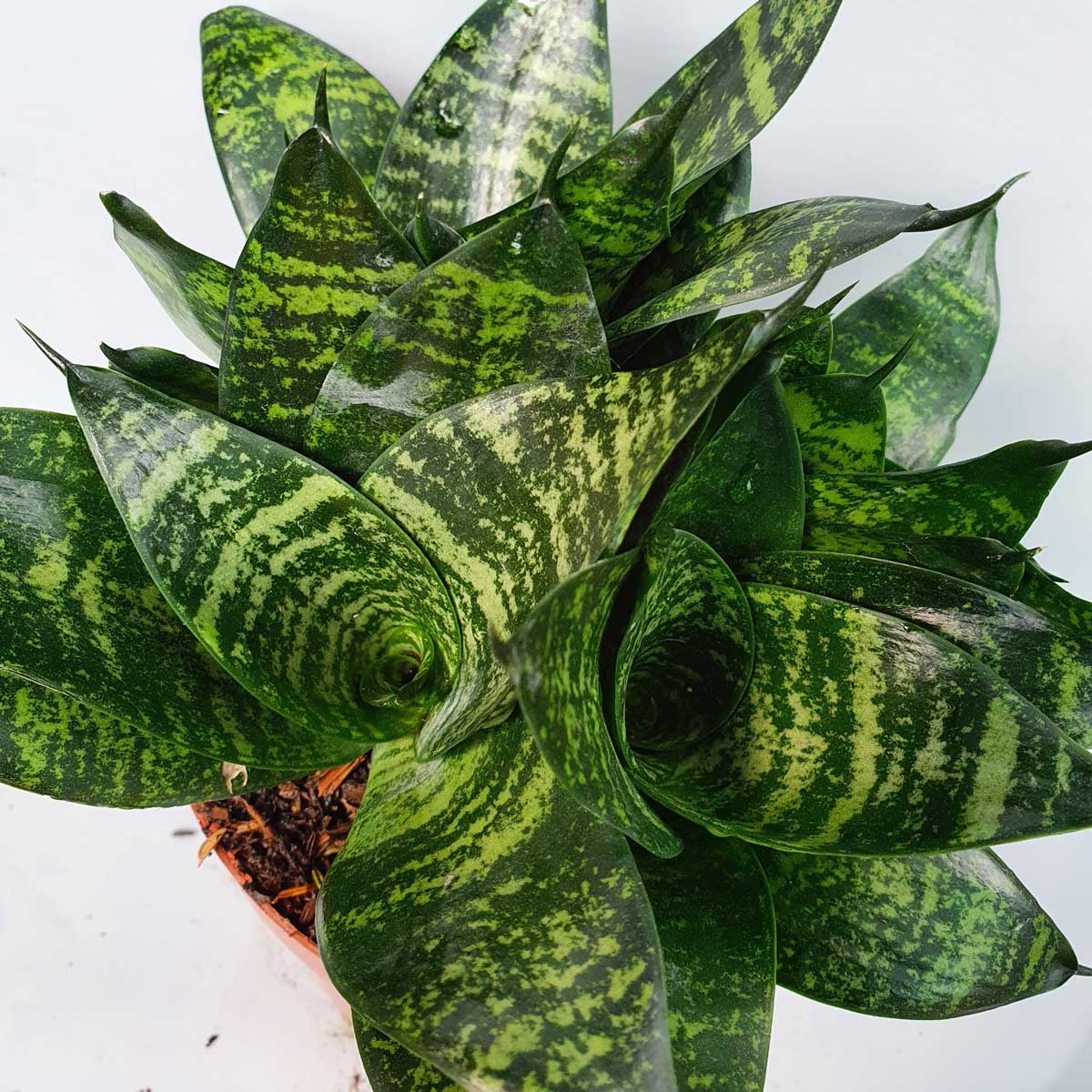 cây lưỡi mèo thái xanh