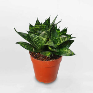 cây lưỡi mèo thái xanh