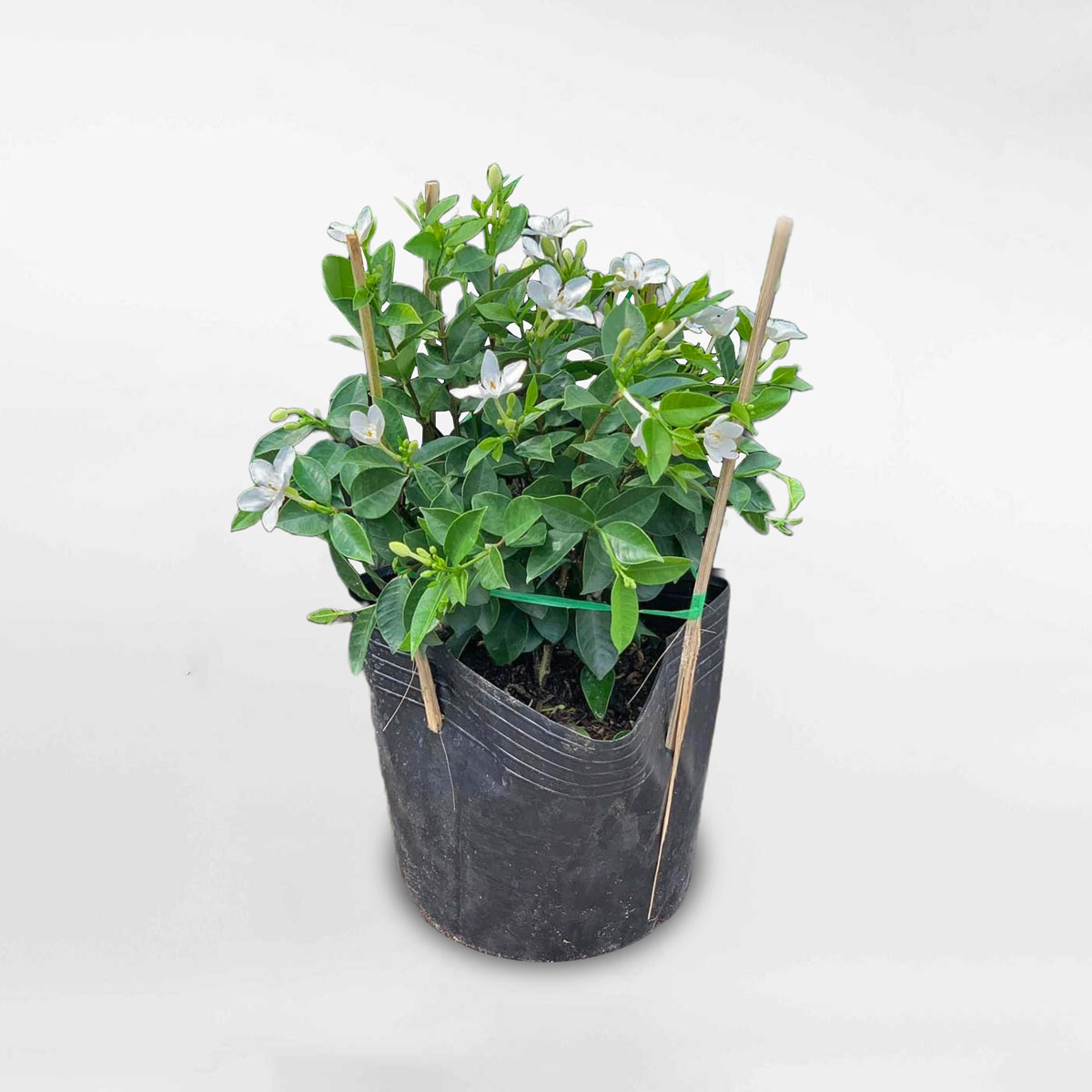 cay mai chi thien chau nho