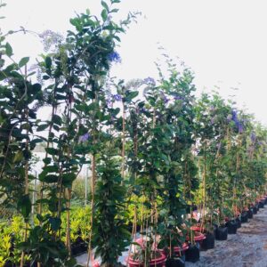 cay mai xanh thai 10