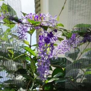 cay mai xanh thai 12