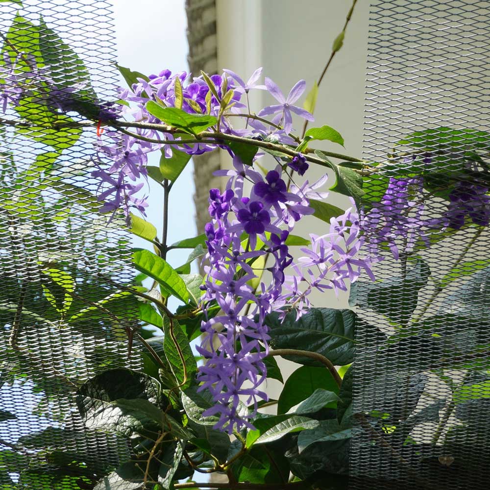 cay mai xanh thai 12