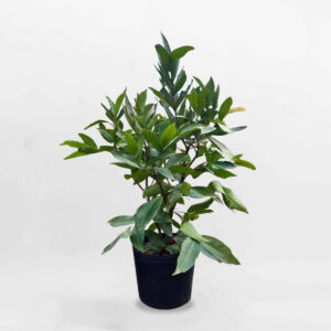 cay man do an phuoc 1