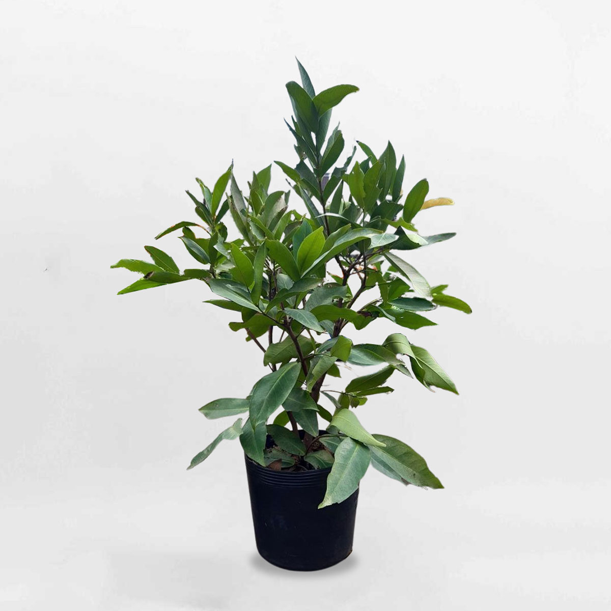 cay man do an phuoc 1