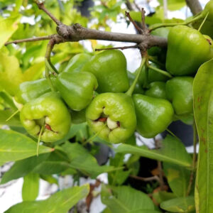 cay man xanh tam hoa 2