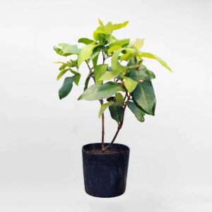 cay man xanh tam hoa