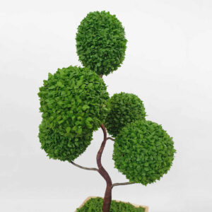 cay may man qua tang dang tree 2