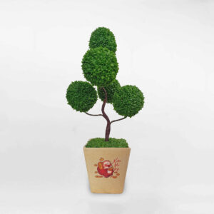 cay may man qua tang dang tree 3