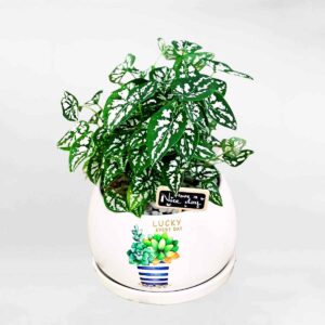 cay mon la nho arac001