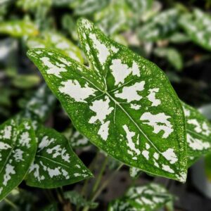 cay mon la nho arac001a