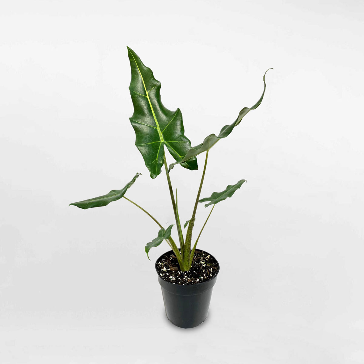 cây môn ngựa cay-mon-ngua-vanalocasia zebrina sarian