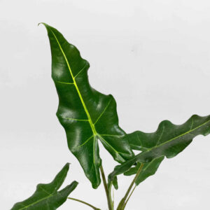 cay mon ngua van alocasia zebrina sarian 2