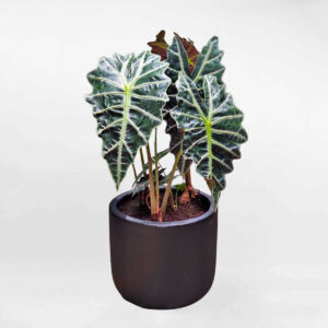 cay mon quan am alocasia amazonica polly 550k