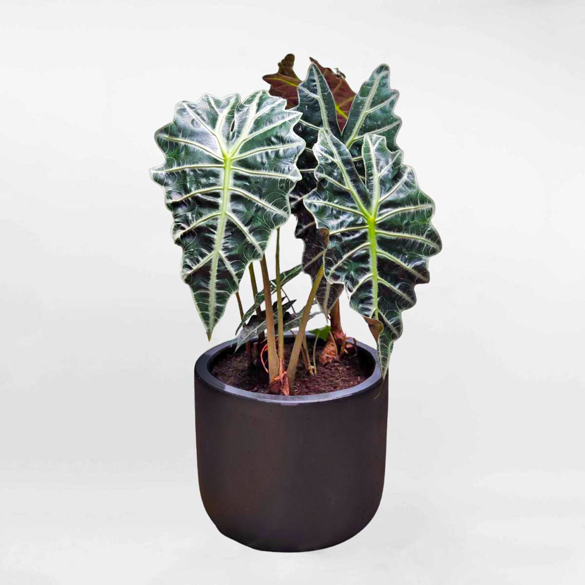 cay mon quan am alocasia amazonica polly 550k