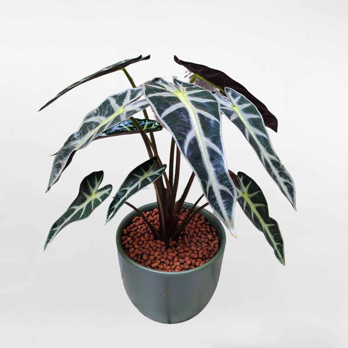 cay mon quan am de ban mowgarden