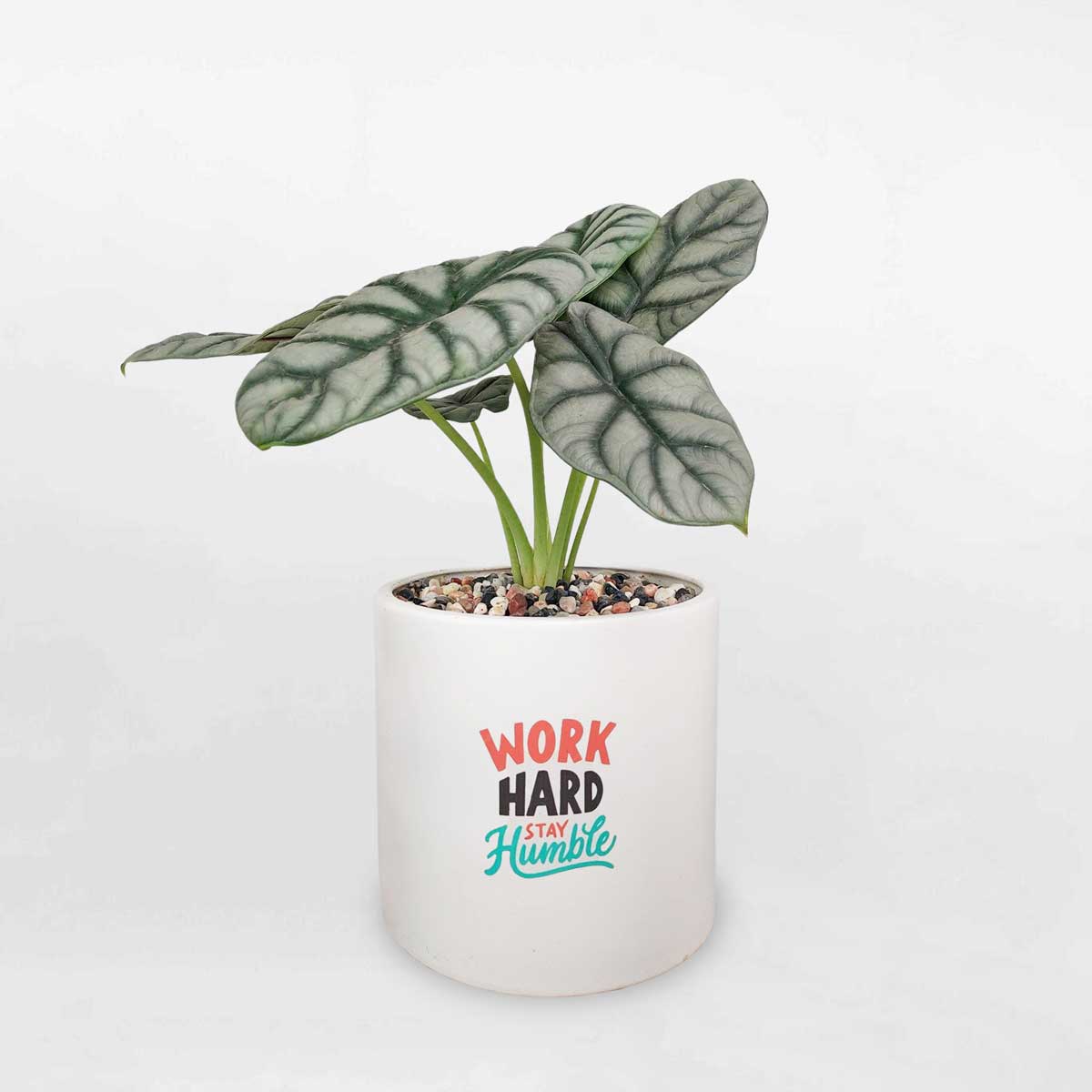 cay mon rong bac chau su trang