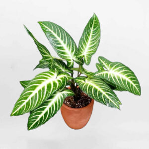 cay mon thai ARAC004