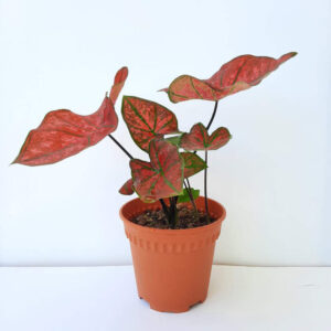 cay mon tia CaladiumNewWave CaladiumBubble mowgarden 1