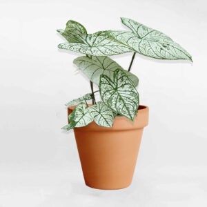 cay mon trang mowgarden