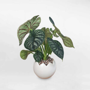 cay mon vay rong chau trung vo