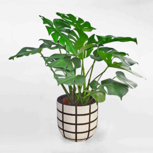 cay monstera chau gom mowgarden