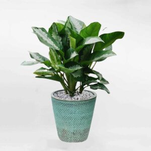 cay ngan hau de trong nha