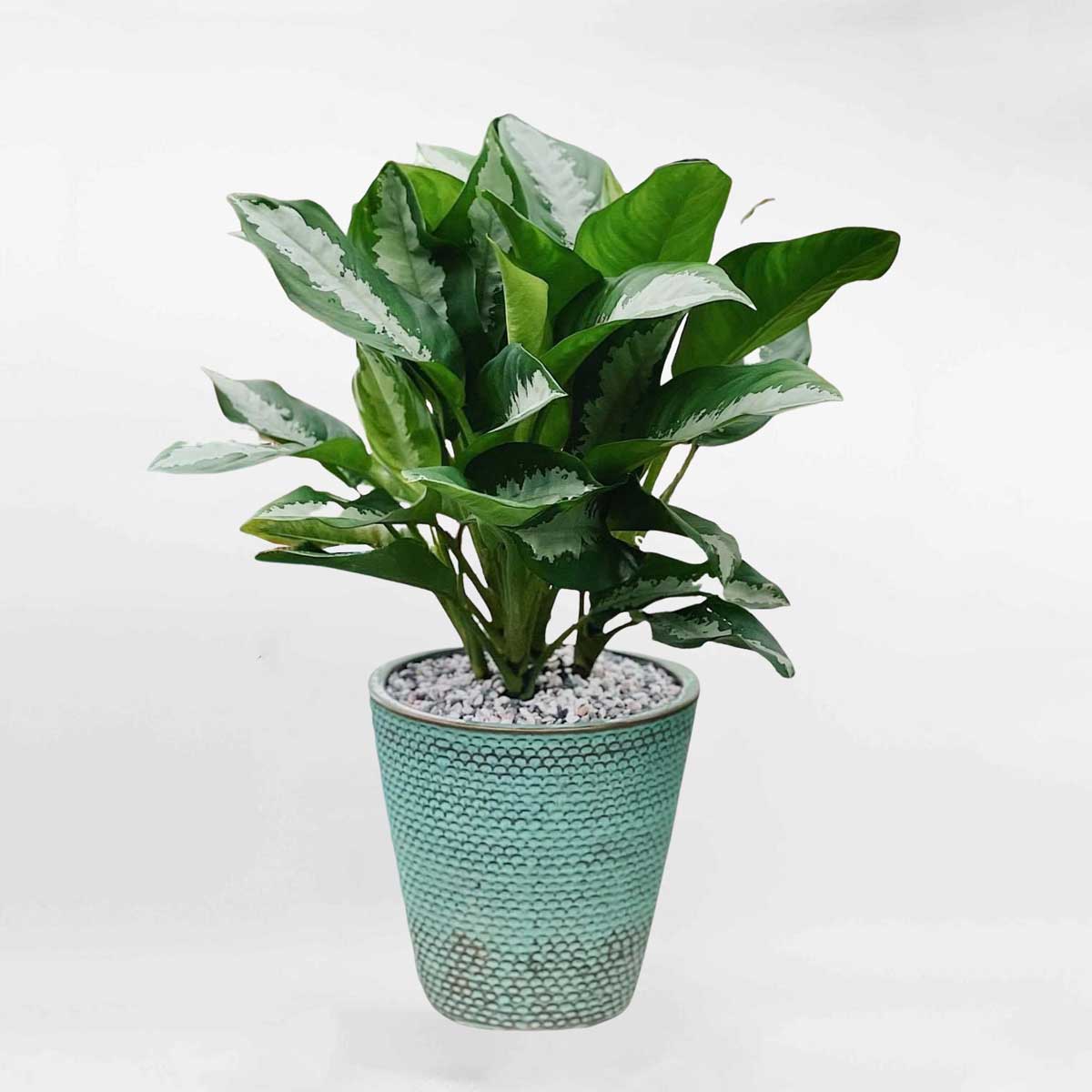 cay ngan hau de trong nha