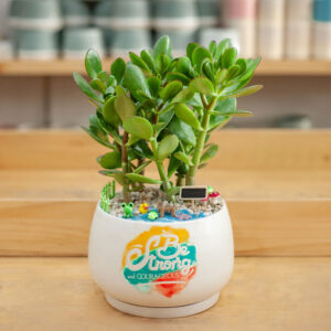 cay ngoc bich de ban