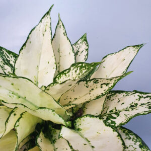 cay ngoc bich nho super white 1