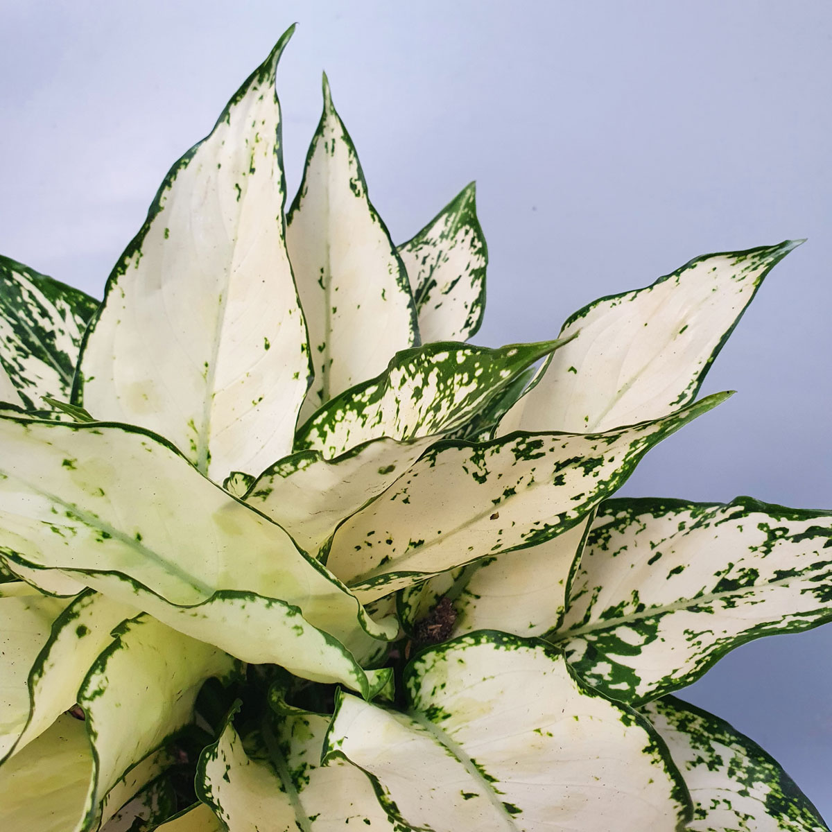 cay ngoc bich nho super white 1