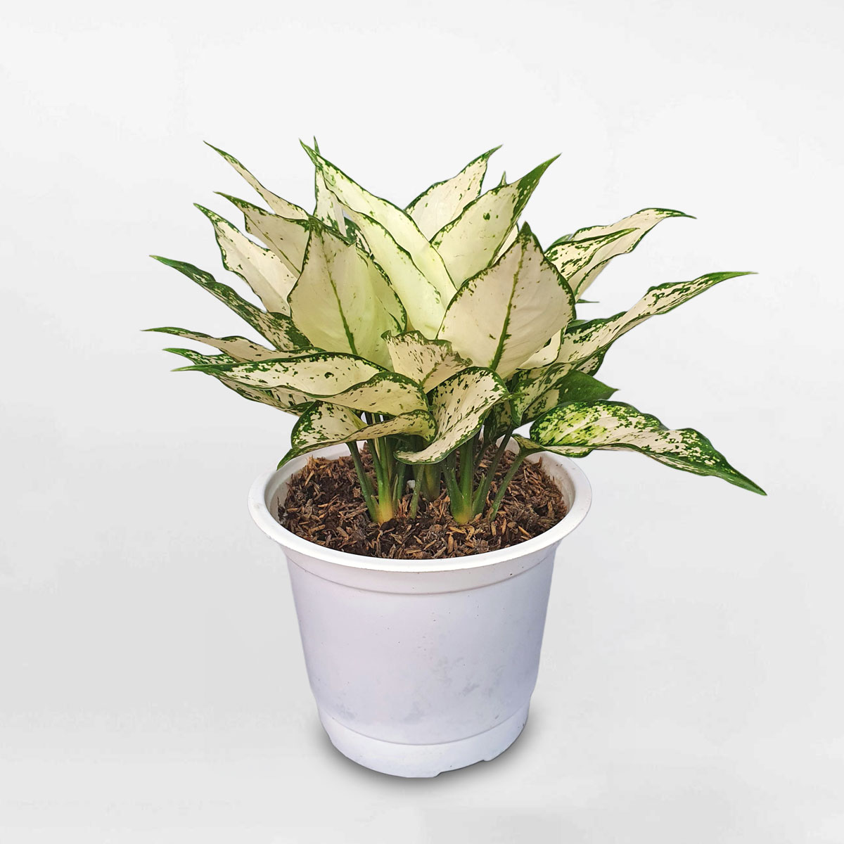 cay ngoc bich nho super white 2