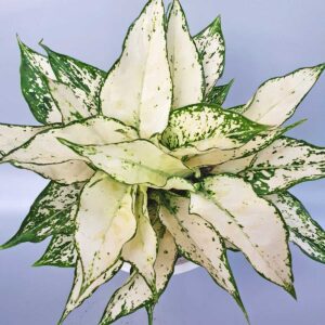 cây ngọc bích lá trắng