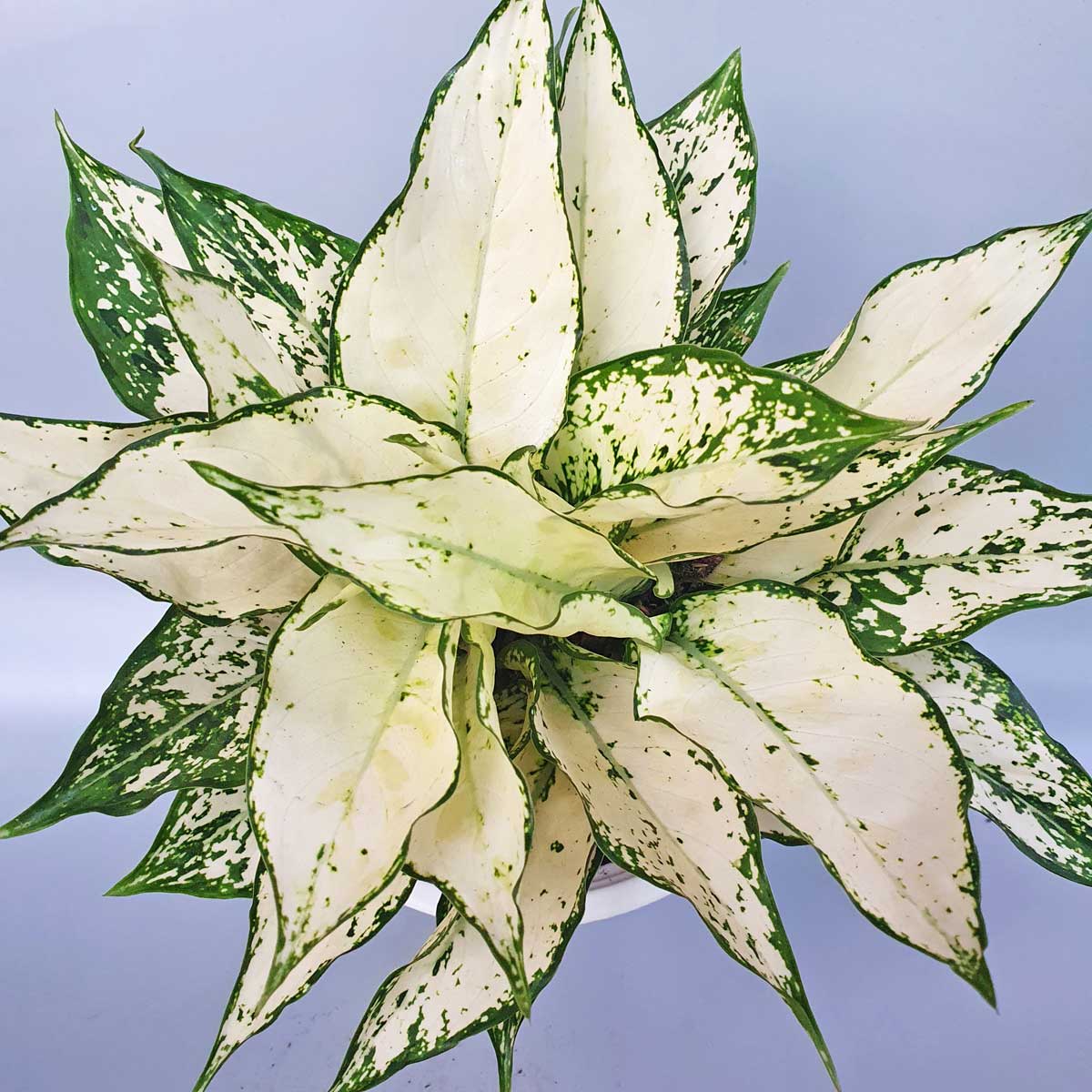 cây ngọc bích lá trắng