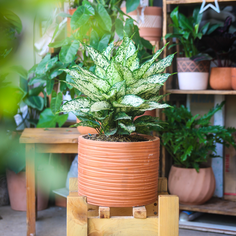 cay ngoc ngan chau gom mowgarden 01