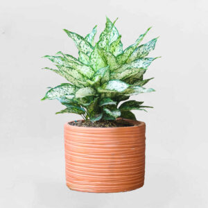 cay ngoc ngan chau gom mowgarden