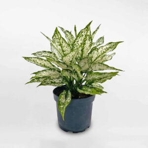 cây ngọc ngân chậu ươm