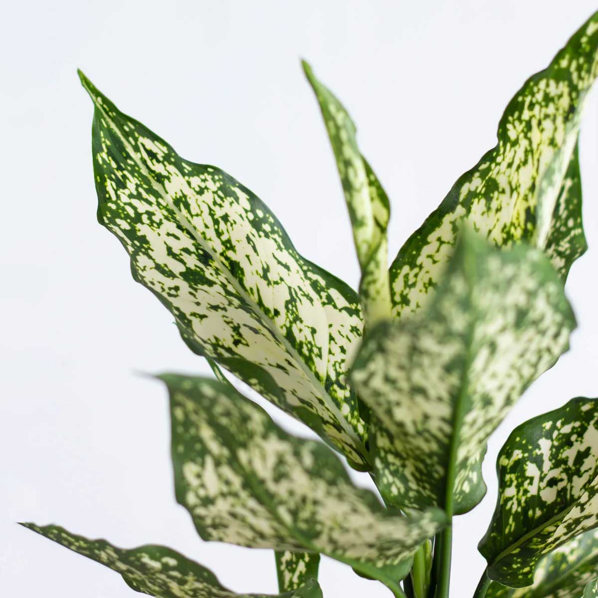 cay ngoc ngan chau uom Aglaonema Snow white 2