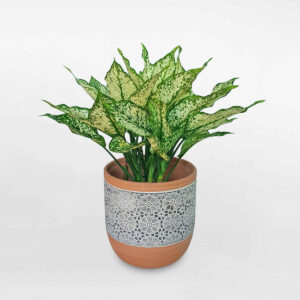 cay ngoc ngan de ban chau hoa van