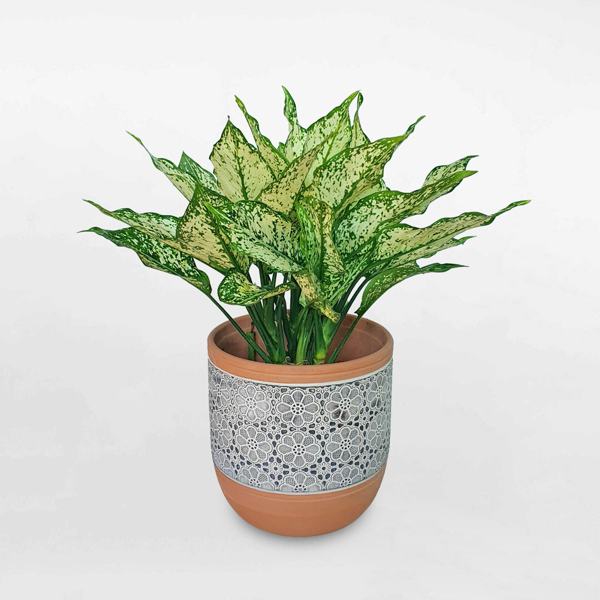 cay ngoc ngan de ban chau hoa van