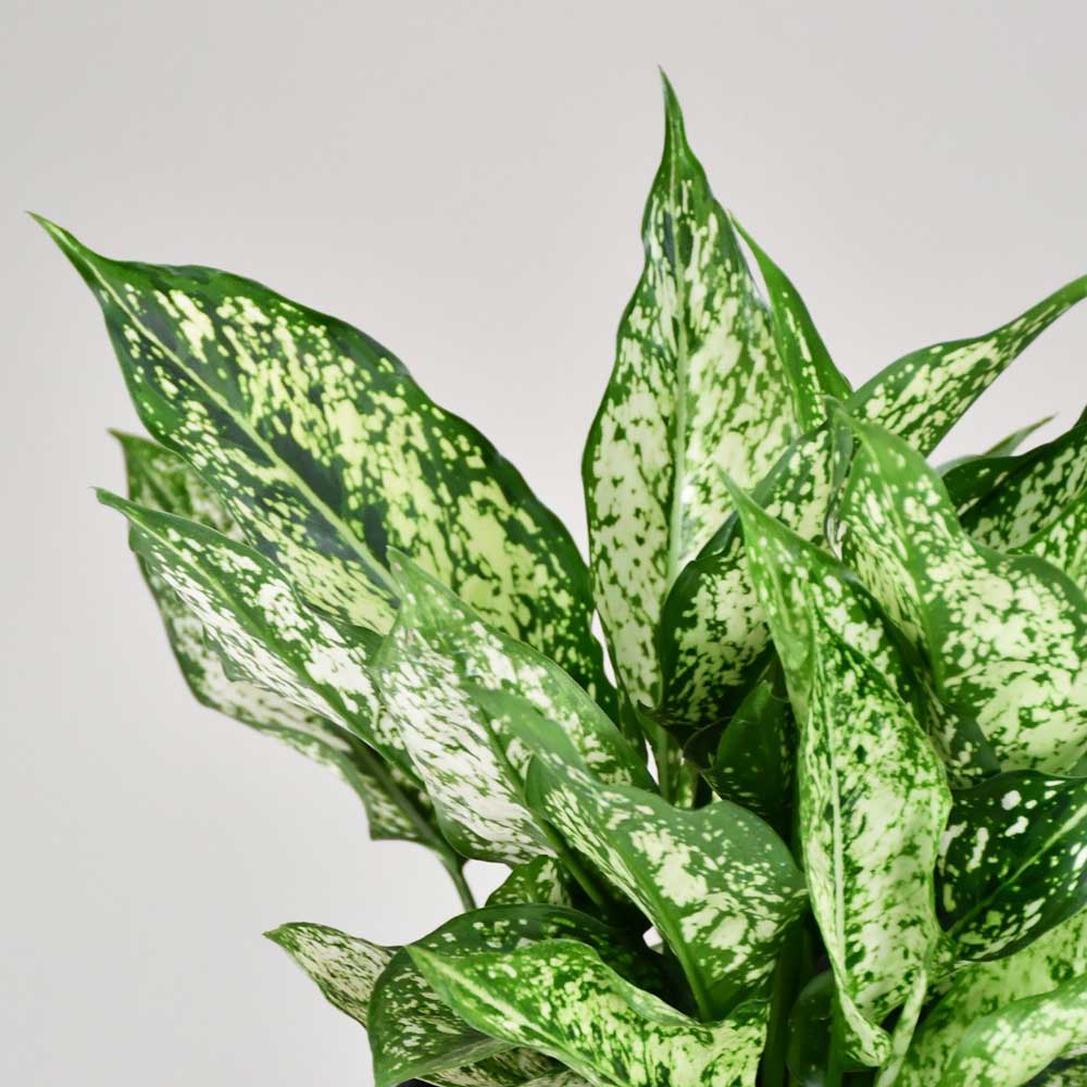 cay ngoc ngan thuy sinh 1 1