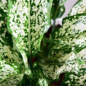 cay ngoc ngan thuy sinh 2 1