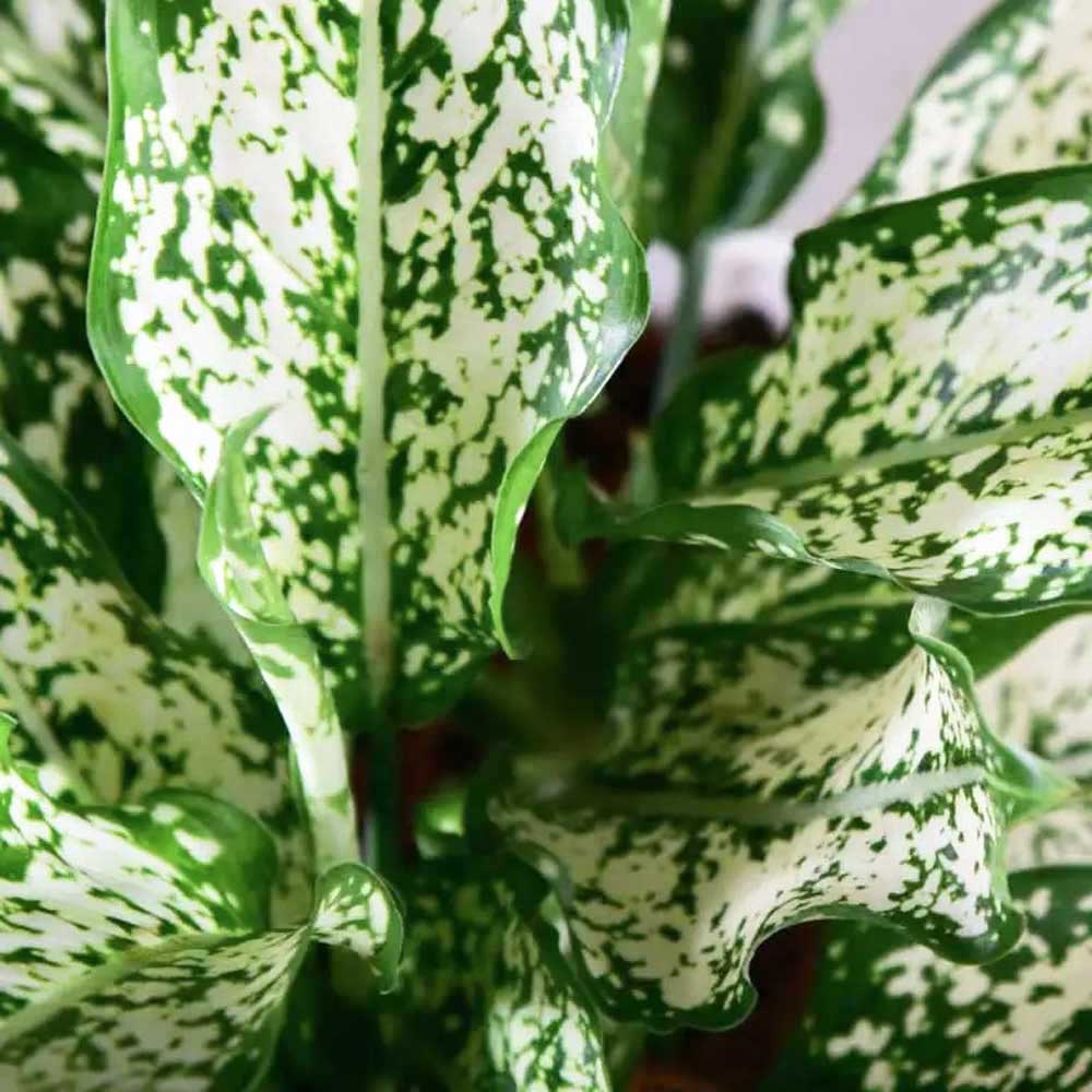 cay ngoc ngan thuy sinh 2 1