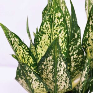 cay ngoc ngan thuy sinh 5 1