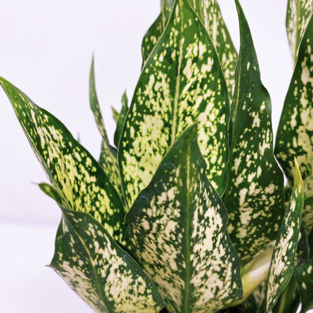 cay ngoc ngan thuy sinh 5 1