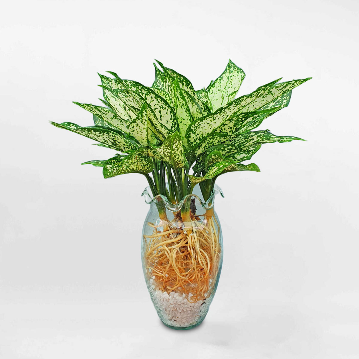 cây ngọc ngân thủy sinh