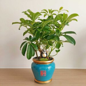 cay ngu gia bi bonsai 2