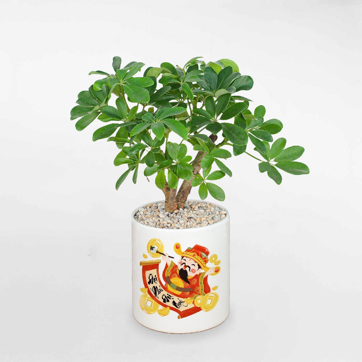 cay ngu gia bi bonsai chau su