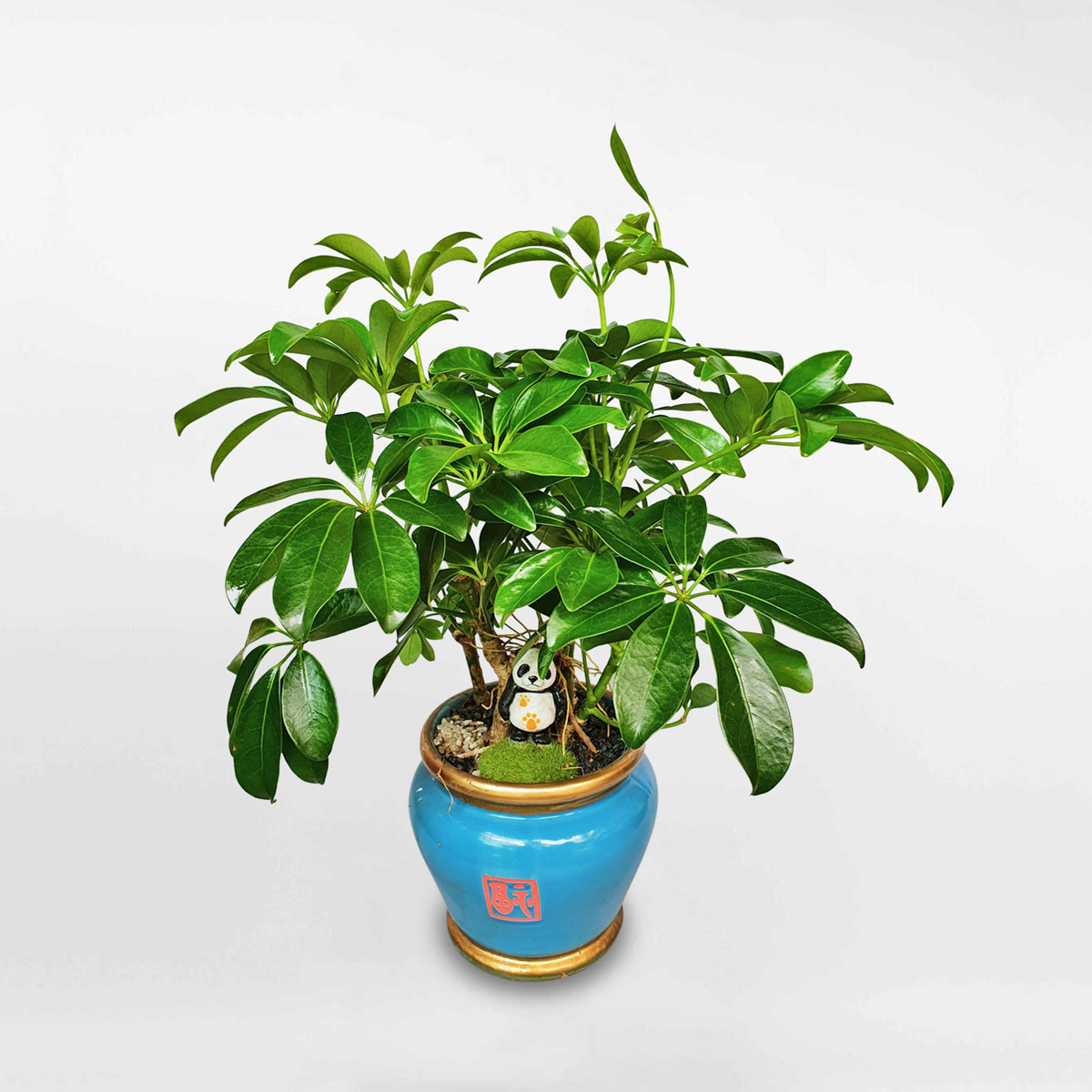 cay ngu gia bi bonsai de ban chau su 1