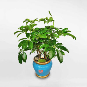 cay ngu gia bi bonsai de ban chau su 1